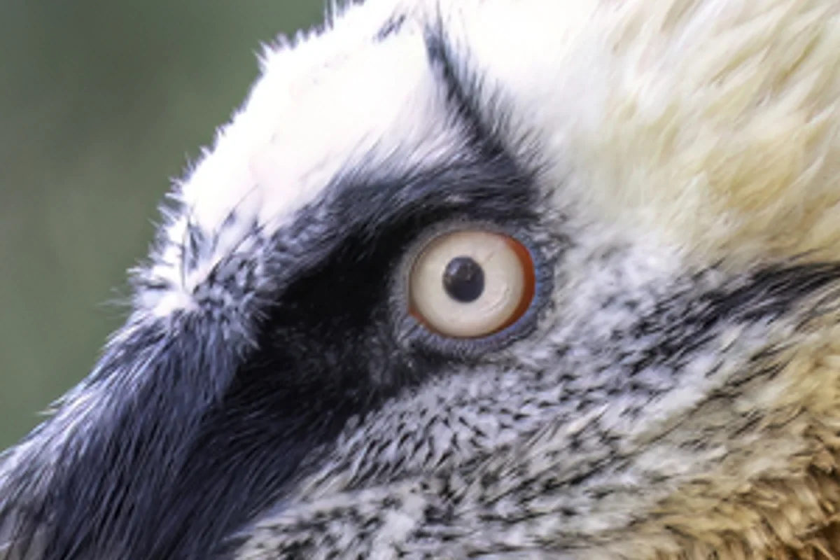 1080p frame scaled up to 4K: a bearded vulture eye and head feathers look soft and smeared