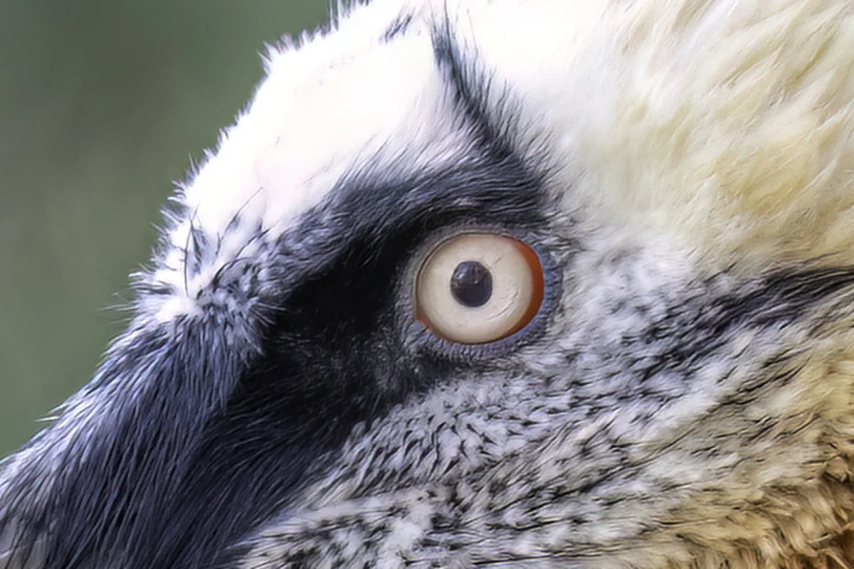 Native 4K frame of the same close-up: individual feathers and bristles around the vulture eye are sharp