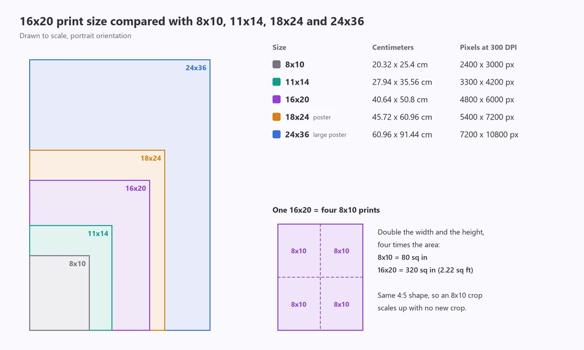 16x20 size comparison to scale with 8x10, 11x14, 18x24 and 24x36 prints, showing that one 16x20 holds four 8x10s