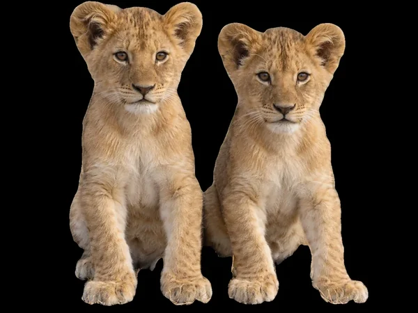 Two lion cubs cut out onto a solid black background