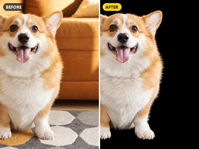 Corgi on an orange sofa moved onto a solid black studio background