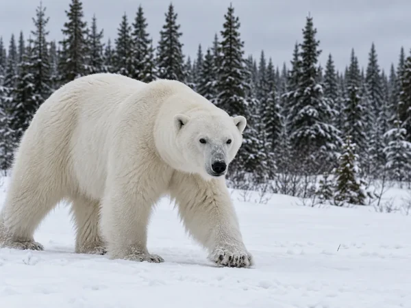 Polar bear photo after removing a tiled stock overlay watermark