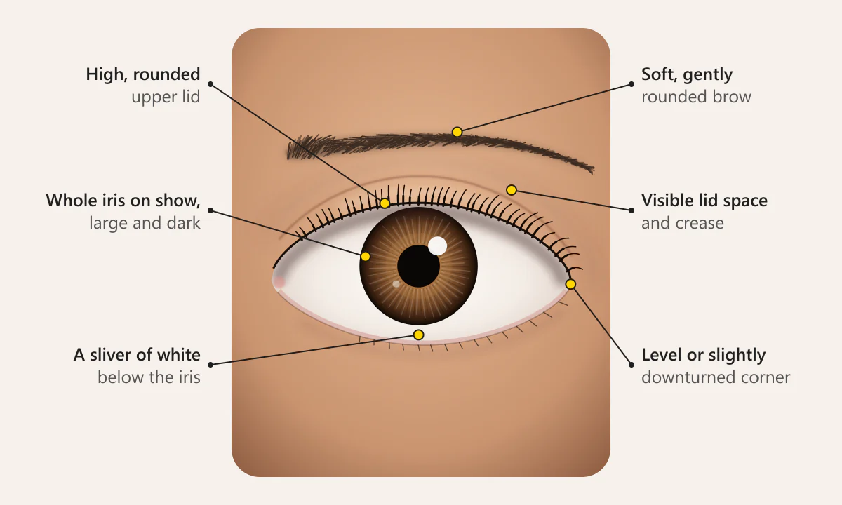Doe eyes human illustration with labels: high rounded upper lid, whole iris on show, a sliver of white below the iris, soft brow, visible lid space and a level outer corner