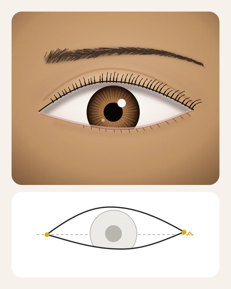 Illustration of almond eyes: an oval eye with pointed ends and a brown iris touching both lids