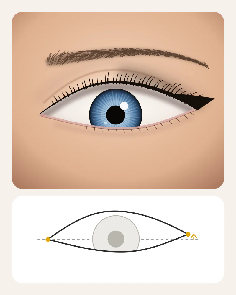 Illustration of cat eyes: an almond eye with a classic winged eyeliner flick sweeping up toward the brow tail