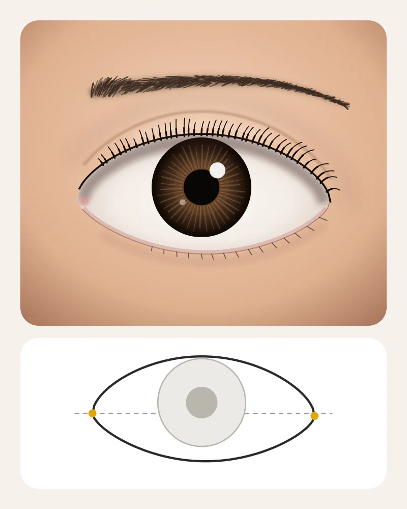Illustration of doe eyes: a round, tall eye with the whole dark iris visible, white below the iris and a level outer corner