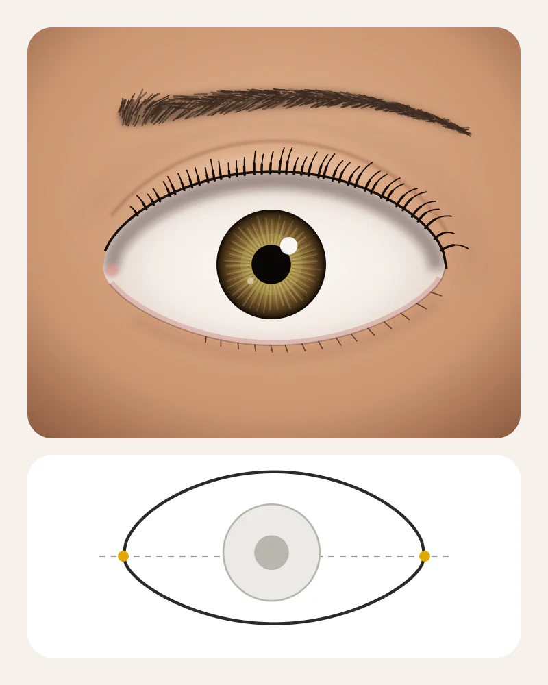 Illustration of round eyes with white visible above and below a hazel iris