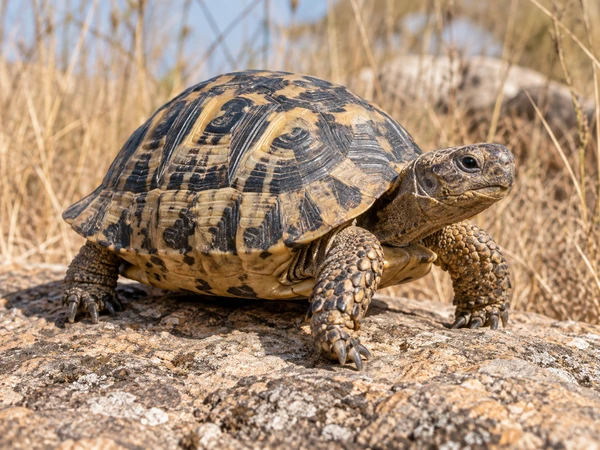 Close-up of a tortoise with a patterned shell resting in the sun