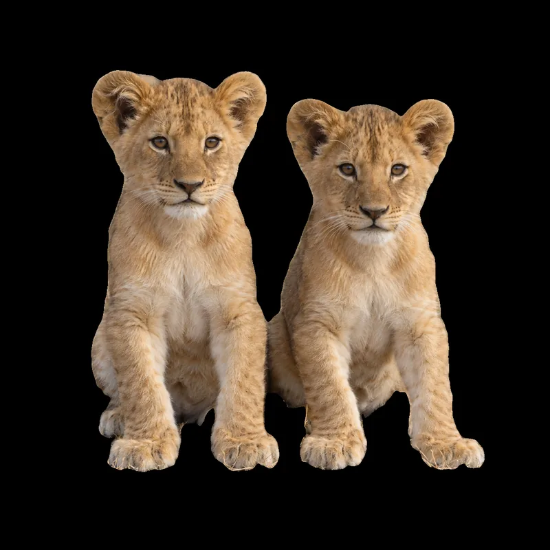Drag to compare the lion cubs in the grass and on a black background (after)