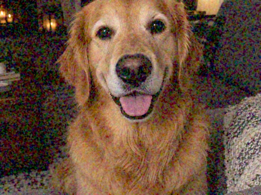 Drag to compare the small, grainy photo of a golden retriever on a sofa and the clean 2× version (before)