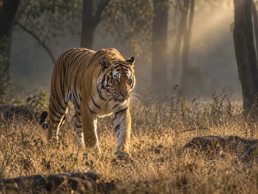Drag to compare the grainy tiger photo taken at dusk and the denoised wildlife photo (after)