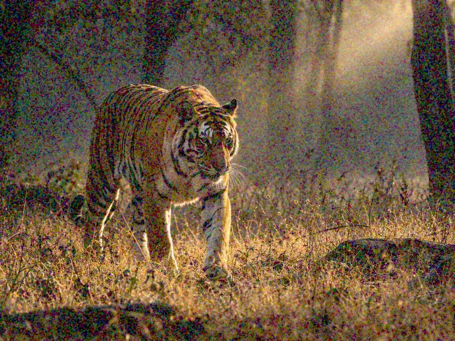 Drag to compare the grainy tiger photo taken at dusk and the denoised wildlife photo (before)