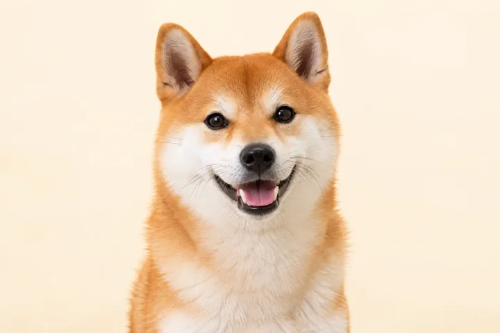 Drag to compare the photo of a shiba dog and the same dog as thread-painted embroidery (before)