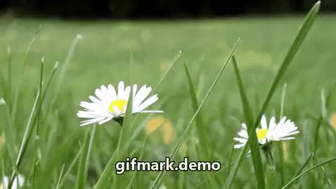 Drag to compare a GIF frame with and without the text watermark (before)