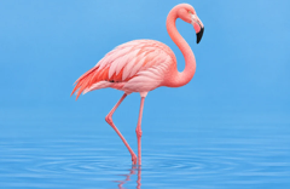 Drag to compare the low resolution flamingo illustration and the high resolution artwork (before)