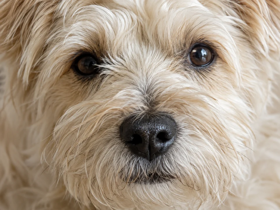 Drag to compare the soft low res dog close-up and the high resolution photo with clear fur (after)