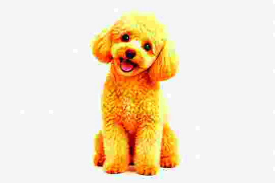 Drag to compare the dog photo and the deep-fried meme (after)