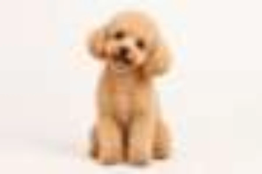 Dog photo after the Blurry preset, soft and out of focus