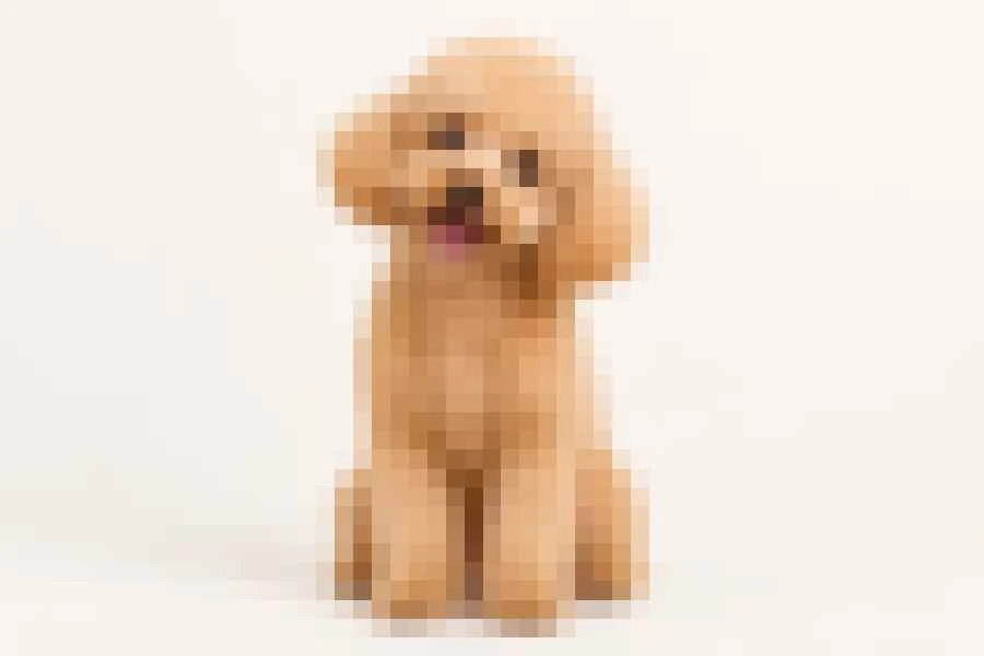 Dog photo after the Pixelated preset with large square pixels