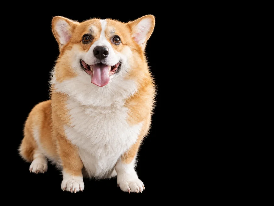 Drag to compare the pet photo before and after the black background (after)