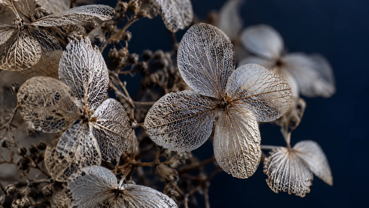 Macro photo of dried skeleton hydrangea petals with fine veins on a dark background
