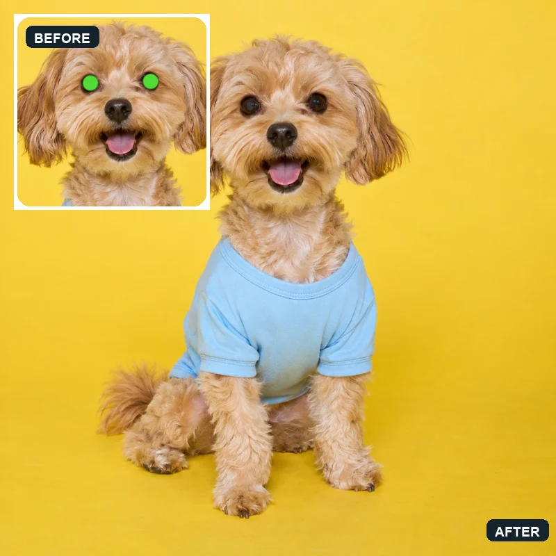 Small dog with glowing eyes before and natural eyes after