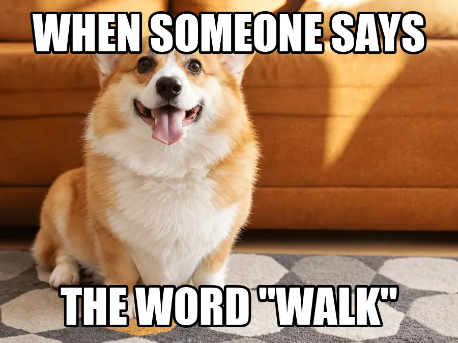 Drag to compare the corgi photo with meme captions and the photo with the captions removed (before)