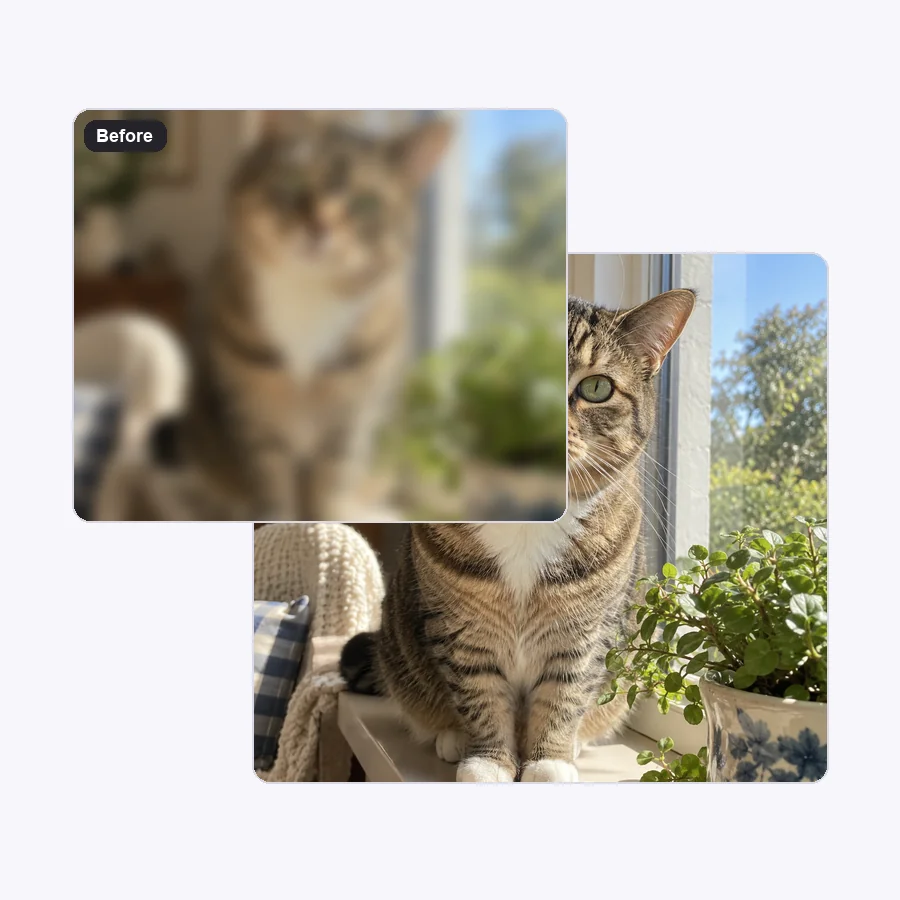 Blurry close-up of a cat beside the sharp version with visible whiskers and fur