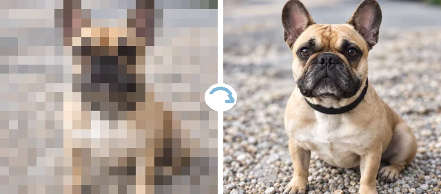 Pixelated French bulldog photo next to the sharp depixelated version