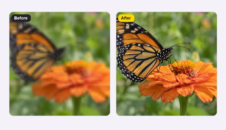 Butterfly macro video frame: noisy, dull original next to the clean, detailed enhanced frame